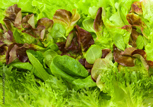 Photo: fresh lettuces fresh lettuces