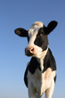 Foto: Attentive cow Attentive cow