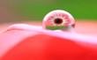 Foto: Blütentropfen Blütentropfen