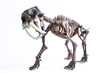 saber-toothed tiger