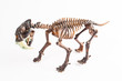 saber-toothed tiger