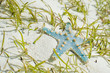 starfish underwater on the sand with sunlight