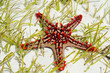 starfish underwater on the sand with sunlight
