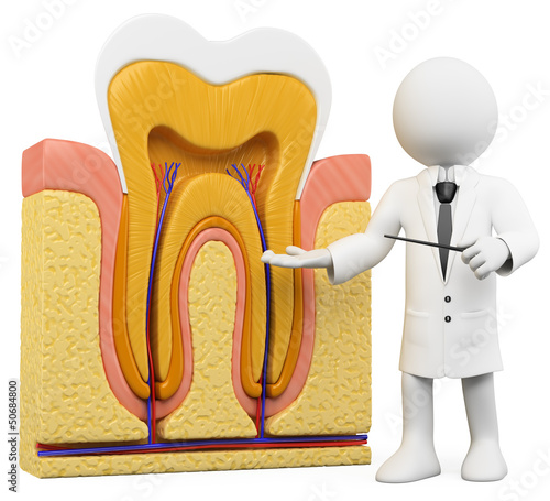 Illustration: 3D white people. Dentist with tooth section 3D white people. Dentist with tooth section