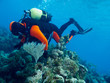 diver