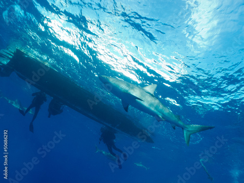 Photo: Caribbean reef shark (Carcharhinus perezi) and divers Caribbean reef shark (Carcharhinus perezi) and divers