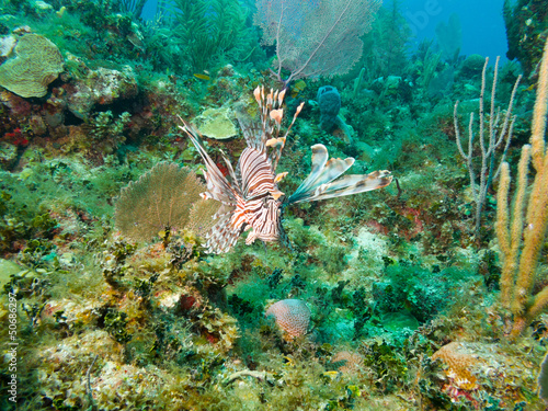 Photo: common lionfish (Pterois volitans) common lionfish (Pterois volitans)