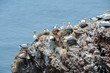 northern gannets