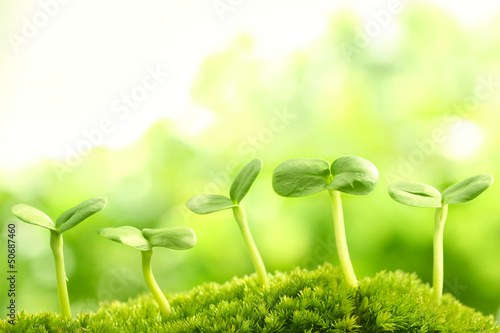 Photo: Young sprout Young sprout