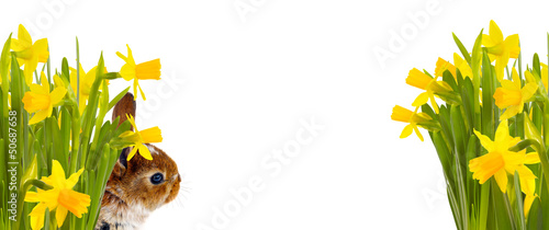 Photo: Osterbild mit Textfreiraum Osterbild mit Textfreiraum