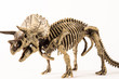 triceratops