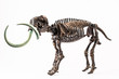 mammoth