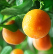 Tangerines on a citrus tree.
