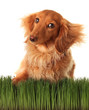 Dachshund