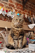 chat tigré poils longs dans atelier d'artiste