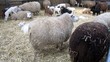 Video: lambs and sheep lambs and sheep