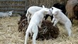 Video: lambs lambs