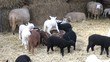Video: lambs lambs