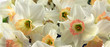 Daffodils Close-up.