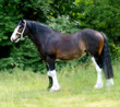 Shire Horse