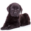 Black Labrador Retriever Puppy...