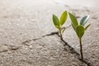 weed growing through crack in pavement