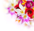 Spring Flowers over white. Tulips bunch