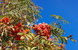 ashberry at dry sunny day