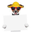 summer dog banner