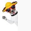 summer dog banner