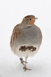 Rebhuhn, Grey partridge, Perdix perdix