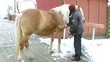 Video: Pferd putzen Pferd putzen