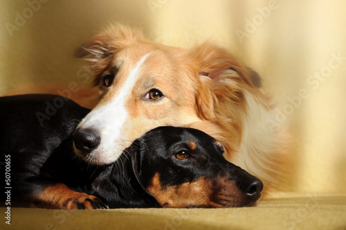 Photo: Two cute dog dreaming Two cute dog dreaming