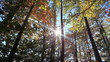 Autumn forest backlit