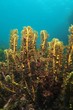 Glowing sea weeds