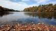 Pretty floating leaves and calm water autumn landscape
