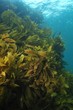 Dense kelp forest