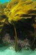 Kelp in current