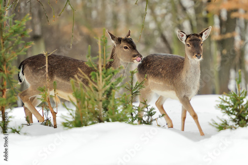 Photo: Fallow deer Fallow deer
