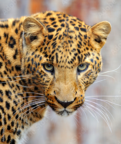 Photo: Leopard Leopard