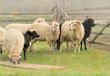 Sheep
