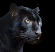 Black Panther