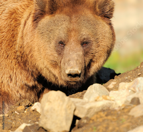 Photo: Big Brown Bear Big Brown Bear