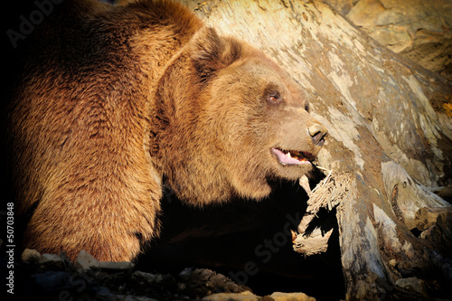 Photo: Big Brown Bear Big Brown Bear