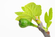 Budding Fig Tree