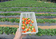 strawberries in white plastic punnet