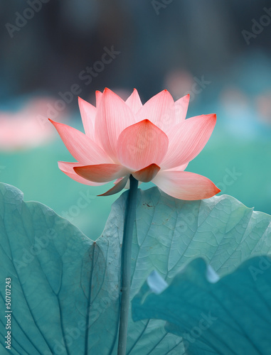 Photo: blooming lotus flower blooming lotus flower