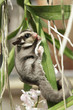 sugarglider climb on the tree