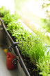 Balcony herb garden