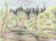 Willows in the spring